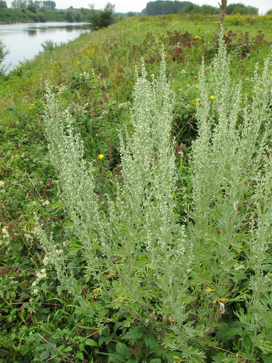 Artemisia absinthium, Absinthe Wormwood
